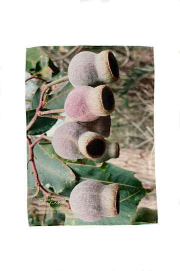 Marri Gumnuts  Margaret River Tea Towel | pic - A little lost weekend moment in your everyday